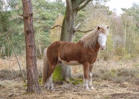 Poszter 42x29,7cm Ló az erdőben, Assaf Frank