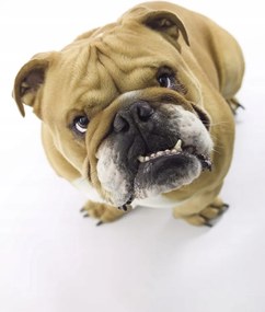 Poszter 53x81cm Brit bulldog fehér alapon 2, Assaf Frank