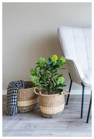 Műnövény Skimmia – House Nordic