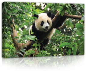 Panda, vászonkép, 60x40 cm méretben