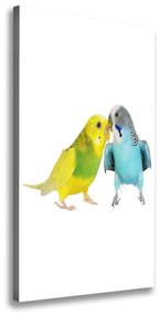 Vászonkép Budgies ocv-87232462