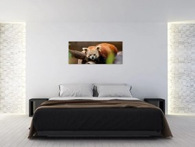 Vörös panda képe (120x50 cm)