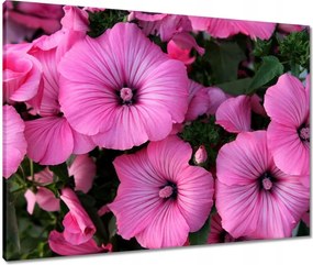 Vászonkép 80x60 Lila virágok