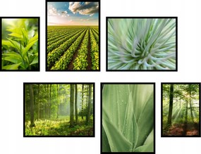 6 db-os poszter szett gyönyörű növény kompozíciók zöld