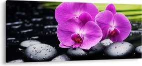 Kép - Orchideák (120x50 cm)