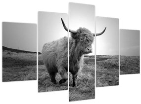 Kép - Skót tehén, fekete-fehér (150x105 cm)