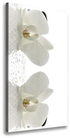 Vászonkép nyomtatás Orchidea és kövek ocv-49248021