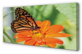 Canvas képek Virág színes pillangó 120x60 cm
