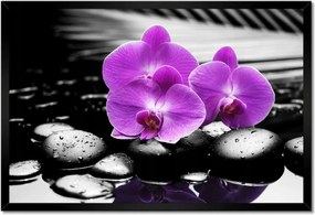 Poszterek keretben 60x40 Lila leanderek