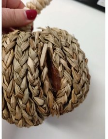 AKCIÓ Dísztök PUMPKIN COACH GRASS II. osztály