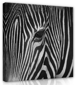 Zebra portré, vászonkép 80x80 cm méretben