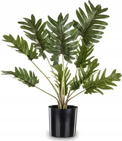 Dekoratív növény virág monstera fekete virágtartó