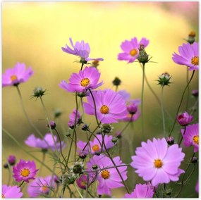 Poszterek 30x30 Finom virágok a réten