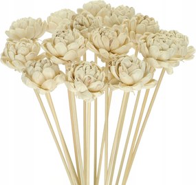 Virág Shola Rózsa Angol fehér csúcson szárított egzotikus szárított virágok