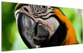 Papagáj képe (120x50 cm)