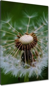 Vászonkép 80x120 Pitypang Virág Virágok