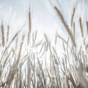 Poszter 50x50cm Napsugarak az árpán keresztül, Assaf Frank