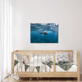 Kép - Delfin a felszín alatt (70x50 cm)