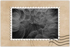 Poszterek 60x40 Pitypang Virág Virágok