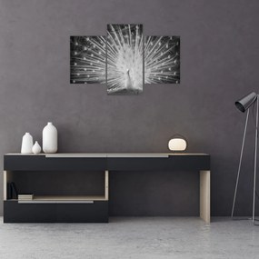 Kép - Fehér páva (90x60 cm)