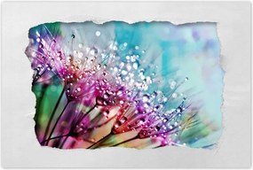 Poszterek 90x60 Harmatcseppek Pitypang