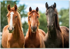 Lacobel szekrények a konyhában Három ló Ragasztó Ingyen