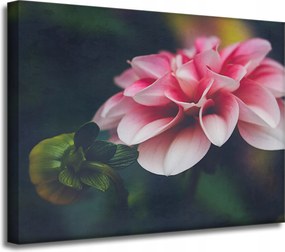 Vászonkép Botanika Rózsaszín Dália 40x30 cm