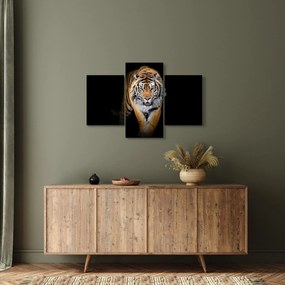 Kép - Tigris (90x60 cm)