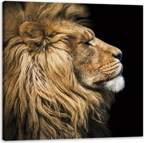Vászonkép Oroszlán portré Oldal Vadság Természet 40X40 cm