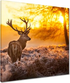 Vászonkép 60x60 Szarvas naplementekor
