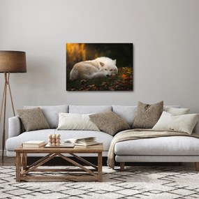 Kép - Pihenő farkas (70x50 cm)