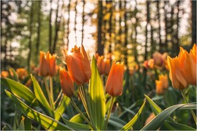 Narancssárga tulipán képe (90x60 cm)