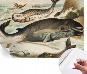 Öntapadós fotótapéta Konyha Mosható Tengeri óriások 152x104 cm