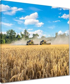 Vászonkép 50x50 Két fűnyíró kombájn