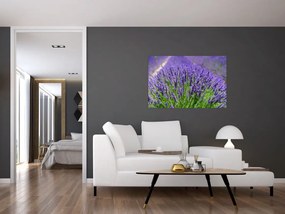 Kép - levandula (90x60 cm)