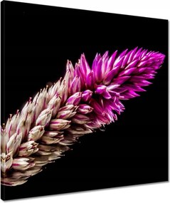 Vászonkép 50x50 Lila