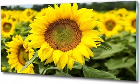 Fotótapéta üvegfalra Rózsaszín orchidea 100x70