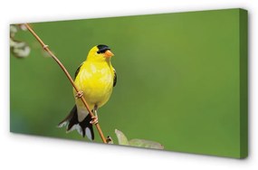 Canvas képek sárga papagáj 100x50 cm