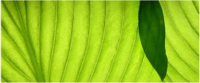 Kép - Zöld levél részlete (120x50 cm)