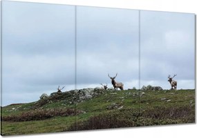 Vászonkép 120x80 Szarvas felszarvazott