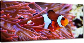 Képek 210x100 Narancssárga hal Rafa