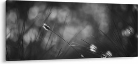 Kép - Mezei fű (120x50 cm)