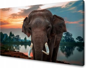 Vászonkép Gyönyörű Ég Elefánt Természet 50x40 cm Ideális ajándék