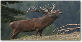 Fotó-üvegkép Szarvas a dombon 140x70