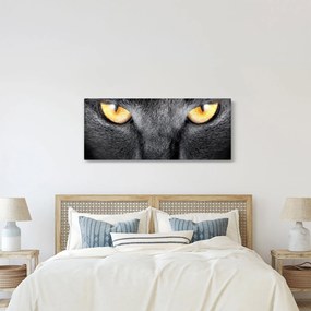 Kép - Közeli portré egy macskáról (120x50 cm)