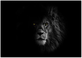 Poszterek 100x70 Oroszlán az árnyékban Király