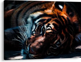 Egy fekvő tigris képe (70x50 cm)