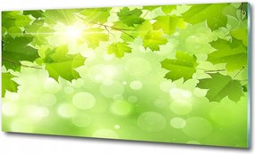 Fotó vászonkép Baobab edzett üveg 100x70