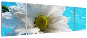 Kép - százszorszép, virág (170x50cm)