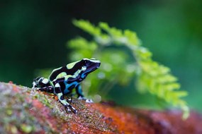 Fotográfia Green and black poison dart Frog,, pchoui